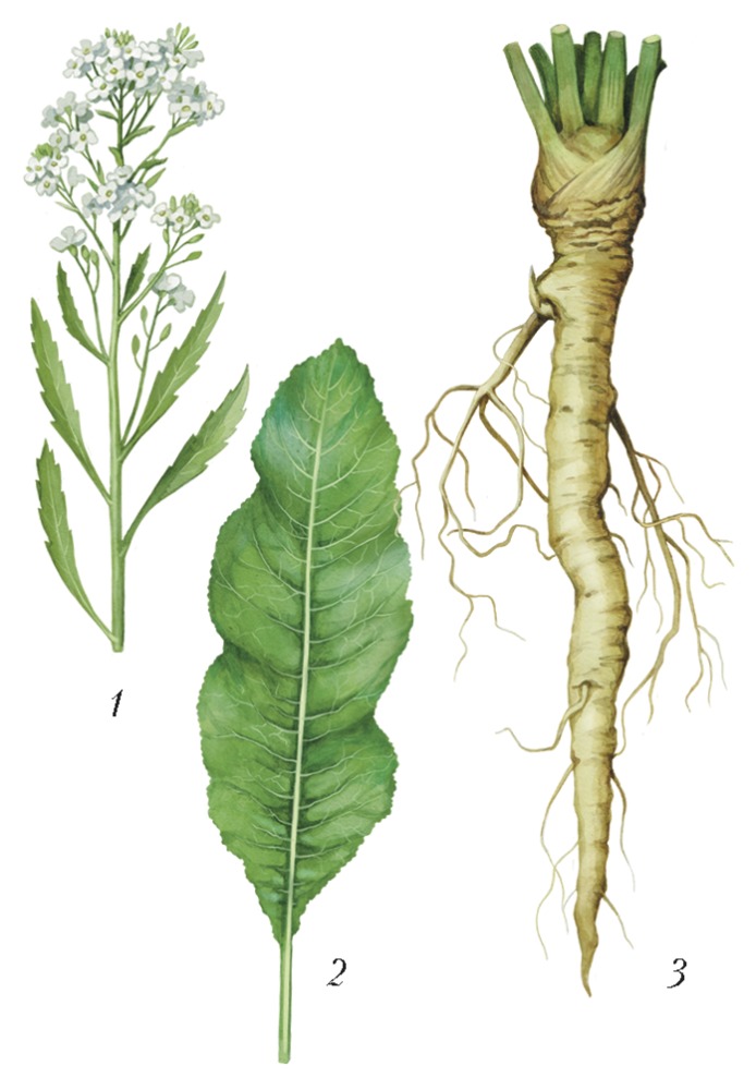 Крестоцветные корневые. Хрен крестоцветное растение. Хрен семейство крестоцветные. Armoracia Rusticana. Семейство крестоцветные корень.