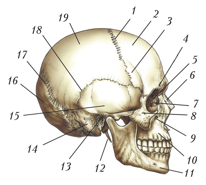 Лобная отдел скелета. Кости черепа сбоку. Строение черепа человека сбоку. Кости черепа человека анатомия. Череп сбоку анатомия.