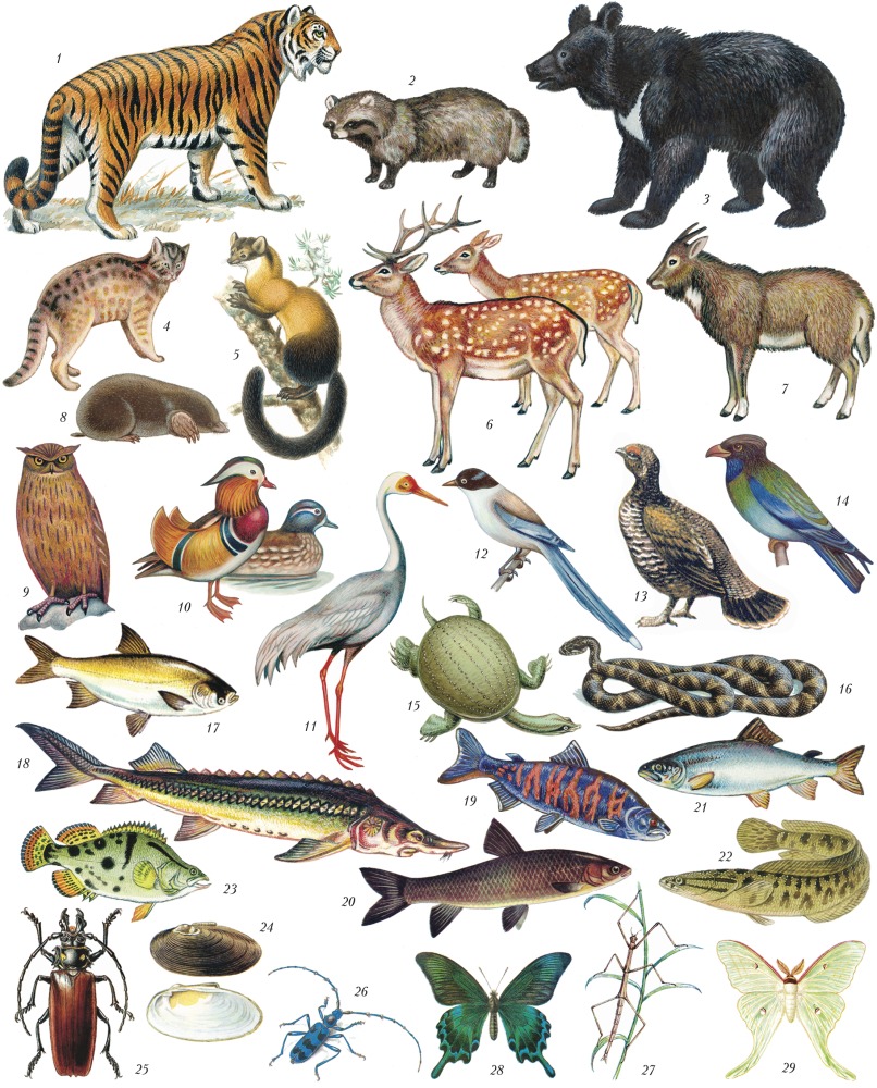 фото всех животных мира