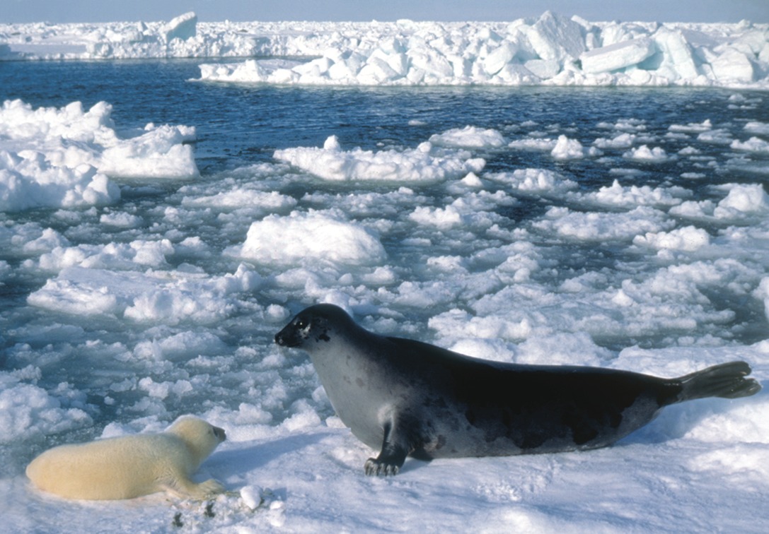 Северный ледовитый животный мир. Морские котики в Северном Ледовитом океане. Тюлень Северного Ледовитого океана. Тюлень Баренцево море. Морские млекопитающие Баренцева моря.